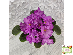 НК-Императорский Сад (Н.Козак) 2019 г. (лонг листва)