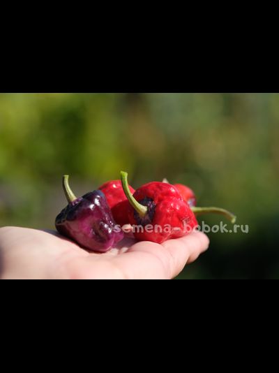 Перец острый Purple UFO, 10 шт