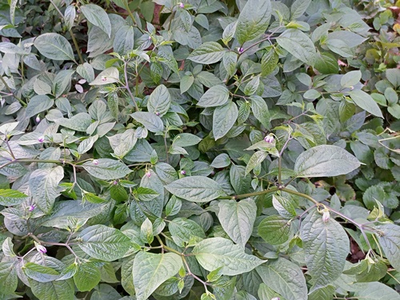 Перец острый Rocoto montufar