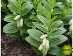 КУПЕНА карликовая