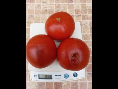 Томат Красный крупный из Хакасии