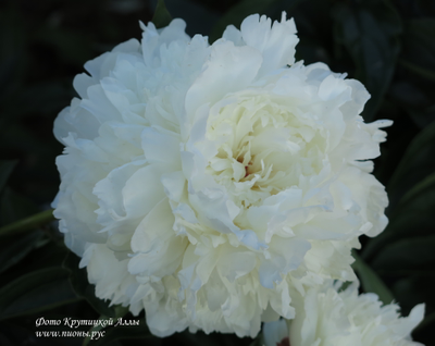 Пион Антарктида