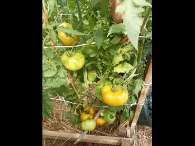 Томат Медовое авеню (Honey avenue)