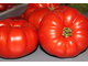 Pietrone Di Malgrate