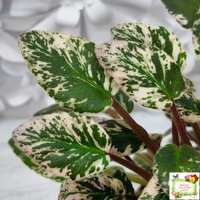 Adeara (P. Tracey) (3975) 06/02/1980 трейлер