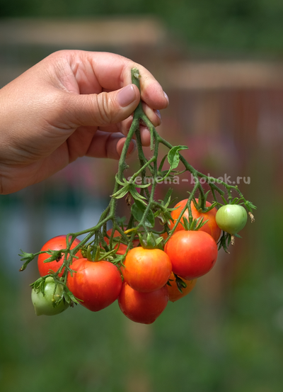 Томат Dwarf  Gandolf (Гендольф), 10 шт