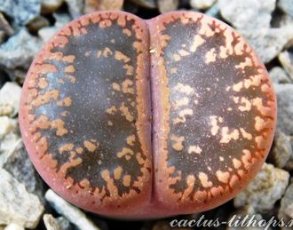 Lithops aucampiae (Kuruman form) C173 (MG) - 10 семян