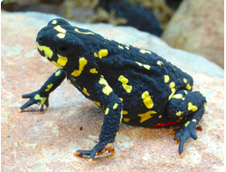 Жаба-шмель(Melanophryniscus klappenbachi)