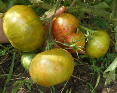 Томат Харвард сквер (Harvard Square)