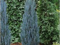 Можжевельник скальный Sky Rocket, C2