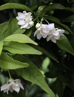 Райтия религиоза махровая / Wrightia religiosa double flowers