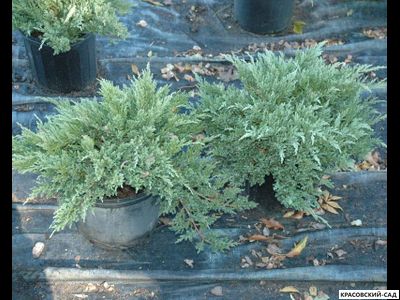 Можжевельник Пфитцериана Глаука - Pfitzeriana Glauca