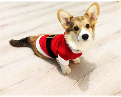 Шубка для собаки Санта