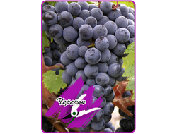 Каберне Фран (черенок)*