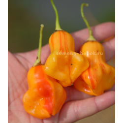 Перец острый Zebrange (Зебранж), 10 шт