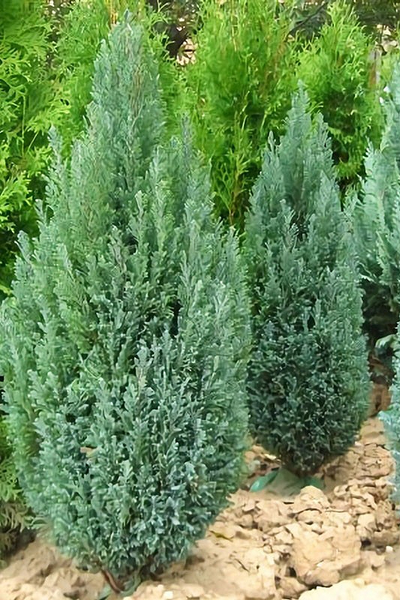 Кипарисовик Лавсона Ellwoodii