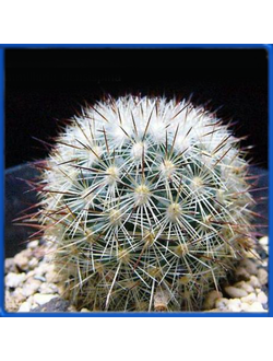Mammillaria densispina GM 1212