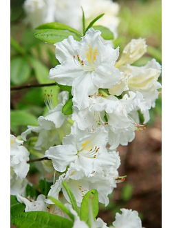 Рододендрон (Азалия) Oxydol