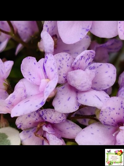 Жемчужный Восторг (Д. Глушакова) листовая химера (пасынок сорт посажен 20.10.25)