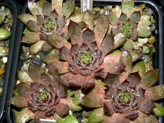 Sempervivum 'LILAC QUEEN'- розетка