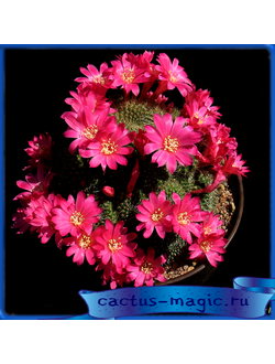 Rebutia violaciflora