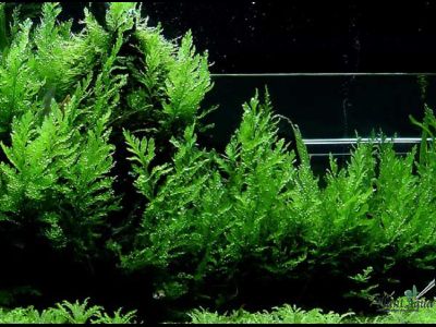 Болбитис Геделоти XL  (куст)