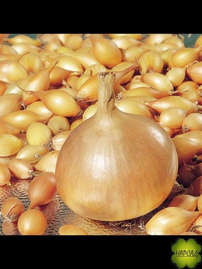 ЛУК-СЕВОК &quot;ГЕРКУЛЕС F1&quot; (не стрелкуется, урожайный, 0,5 кг)