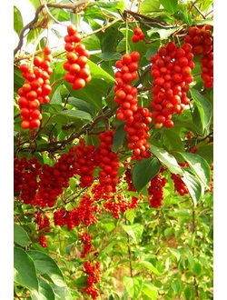 Лимонник китайский