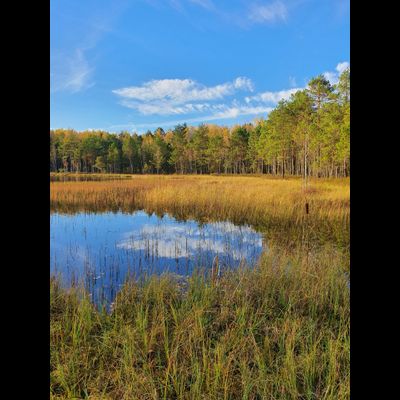 Экскурсия "Загадки Галкинских болот"
