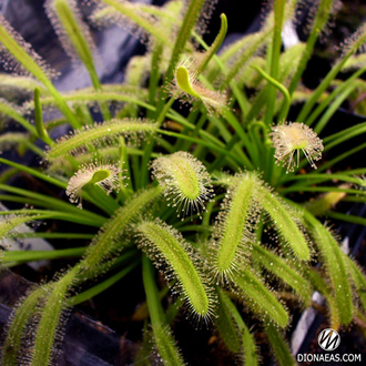 Drosera "Capensis var. Alba"