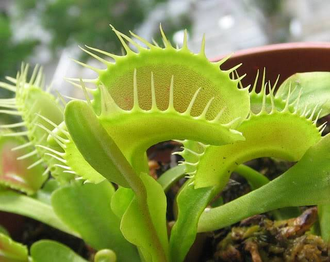 Dionaea muscipula "Dutch"