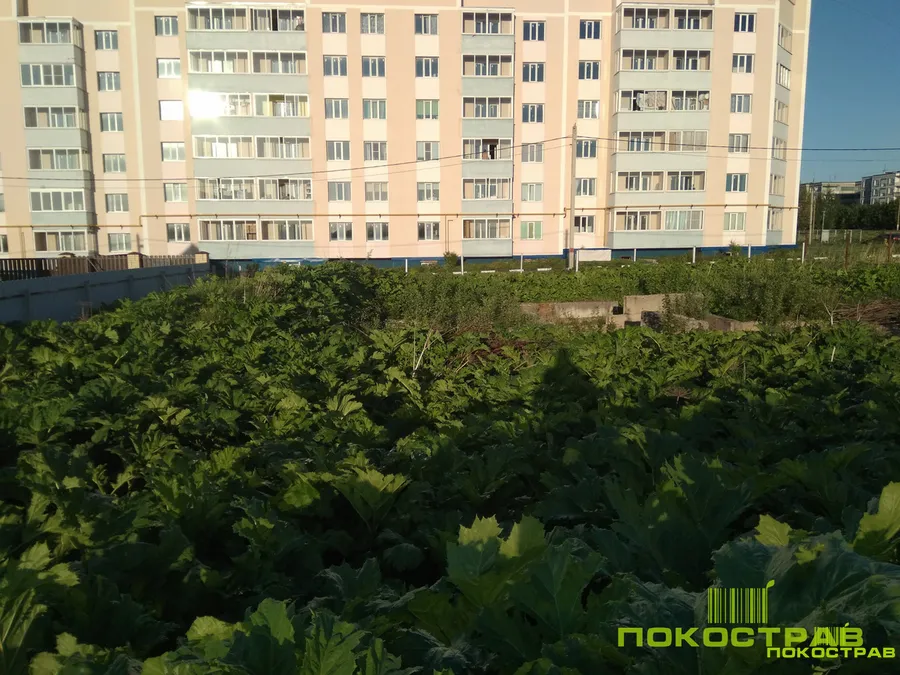 Борщевик на момент обработки
