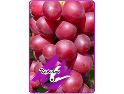 Кремлёвские звёзды (укоренённый черенок)