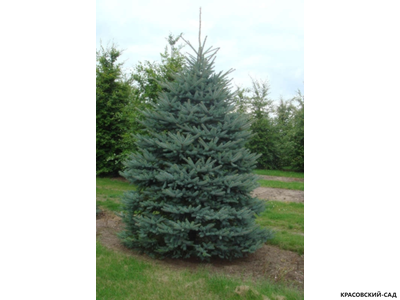 Ель Костер - Koster