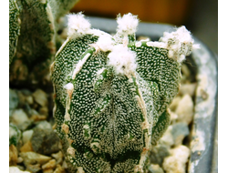 Astrophytum  (MY x ASRF) x MY HAKUJO FUKURYU RAMPO  (D=30 mm) 2