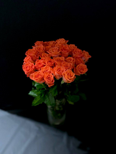 Роза  Россия сорт Вау 50 см. 25 шт.