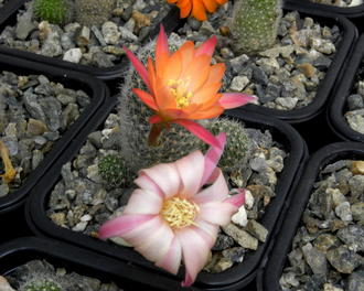 Rebutia ‘Sunrise’