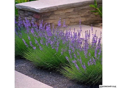 Лаванда Хидкот - Hidcote