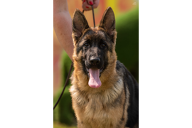 Нота Лайф Шанталь