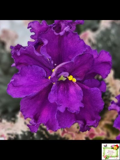 ВаТ-Тип-Топ (Т. Валькова) 2015 г. (лист посажен 04.02.26)