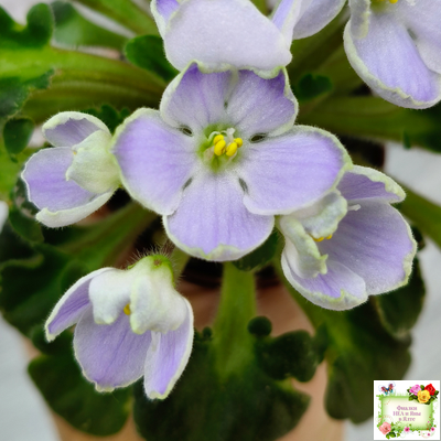 Vi-Лесная Нимфа (И.Виблая) 2021 г. (гёрл-листья)