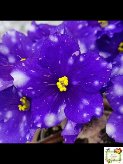 Rivermist Galaxy (J.Baker) (10973) 04/13/2018