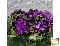 АВ-Гром и Молнии (Фиалковод) 2019 г.