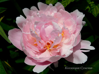 Пион Orchid Anne (Орхид Энн)
