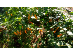 Перец острый Aji Limo (Lemon Drop)