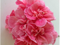 Зонартики и их гибриды