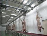 Скотобойня свиней на 250 голов в день