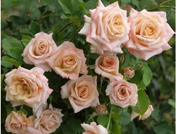 Крем карамель (Creme Carame), Ч\Г, Fryer