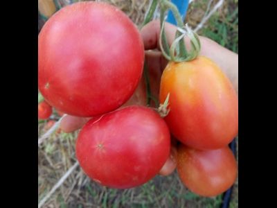 Томат Обильные (Сараева)