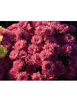 Хризантема мультифлора Bransound cherry